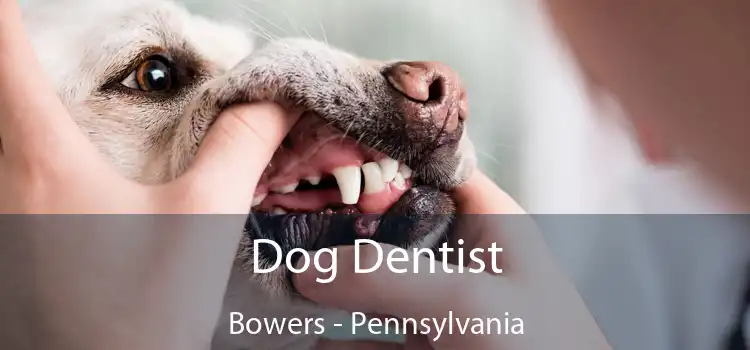 Dog Dentist Bowers - Pennsylvania