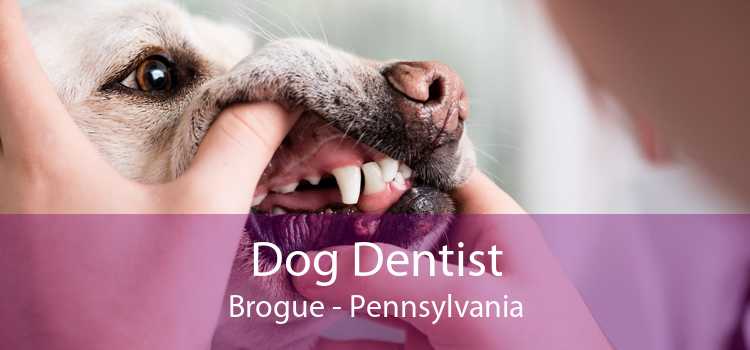 Dog Dentist Brogue - Pennsylvania