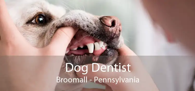 Dog Dentist Broomall - Pennsylvania