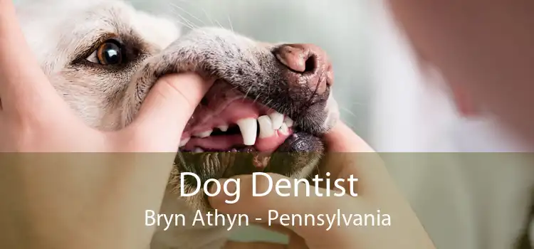 Dog Dentist Bryn Athyn - Pennsylvania