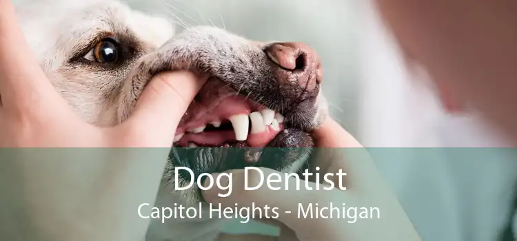 Dog Dentist Capitol Heights - Michigan