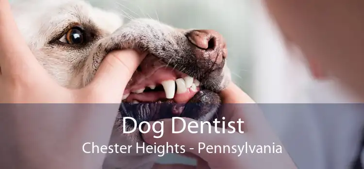 Dog Dentist Chester Heights - Pennsylvania