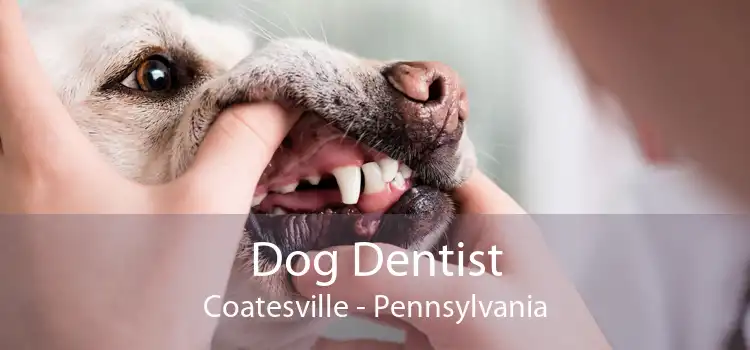 Dog Dentist Coatesville - Pennsylvania