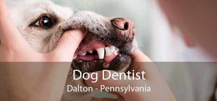 Dog Dentist Dalton - Pennsylvania