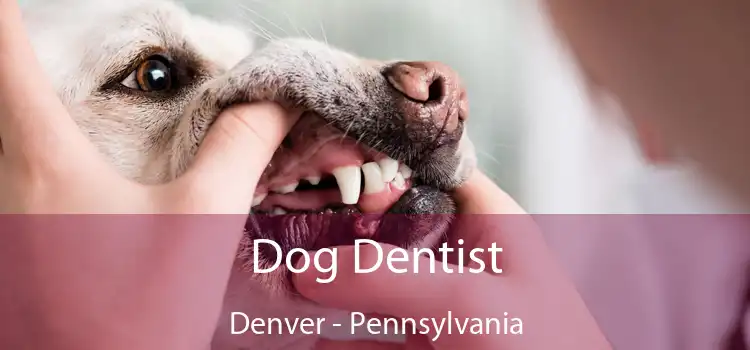 Dog Dentist Denver - Pennsylvania