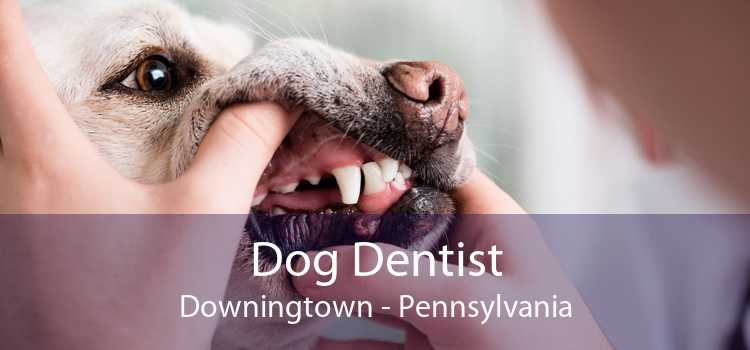 Dog Dentist Downingtown - Pennsylvania
