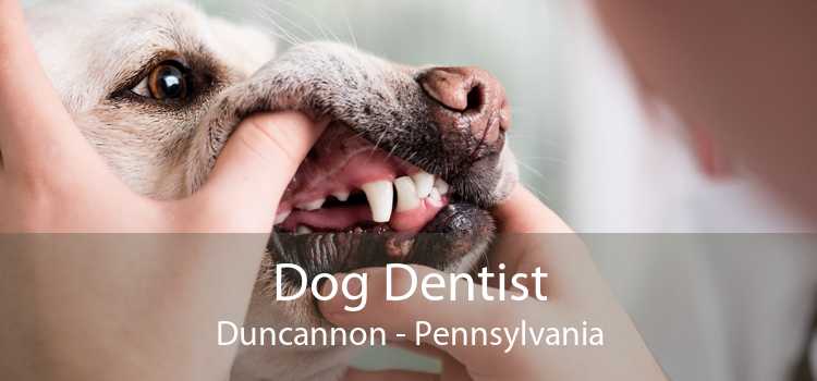Dog Dentist Duncannon - Pennsylvania