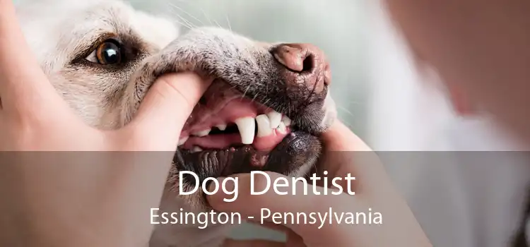 Dog Dentist Essington - Pennsylvania