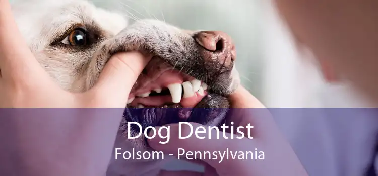 Dog Dentist Folsom - Pennsylvania