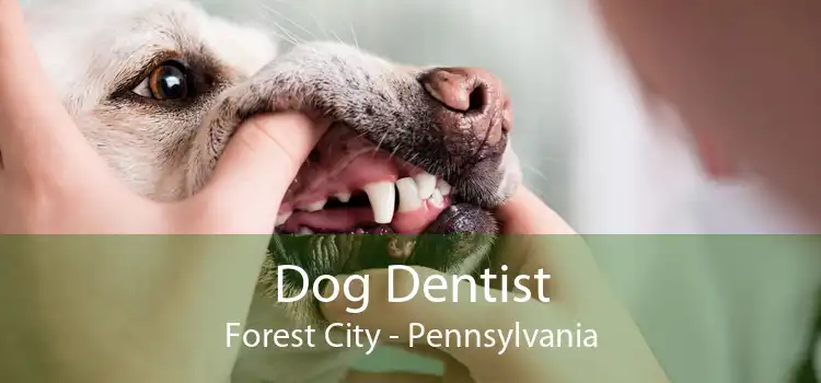 Dog Dentist Forest City - Pennsylvania