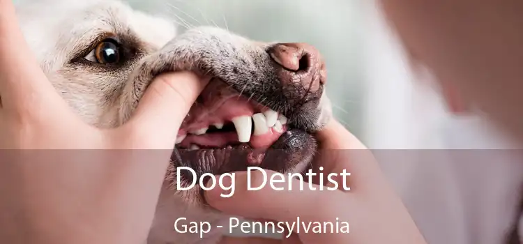 Dog Dentist Gap - Pennsylvania