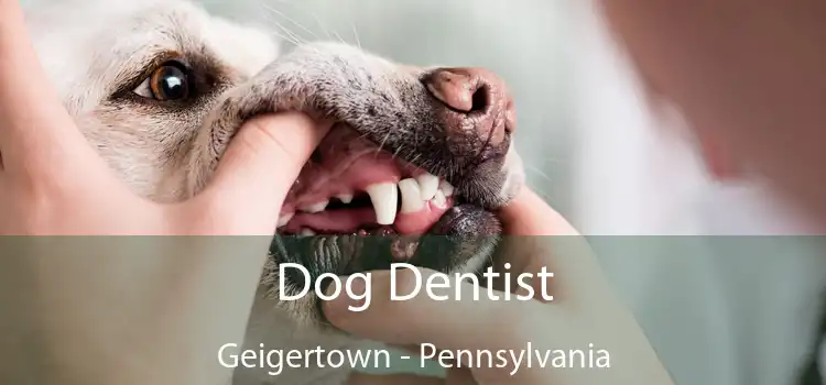 Dog Dentist Geigertown - Pennsylvania