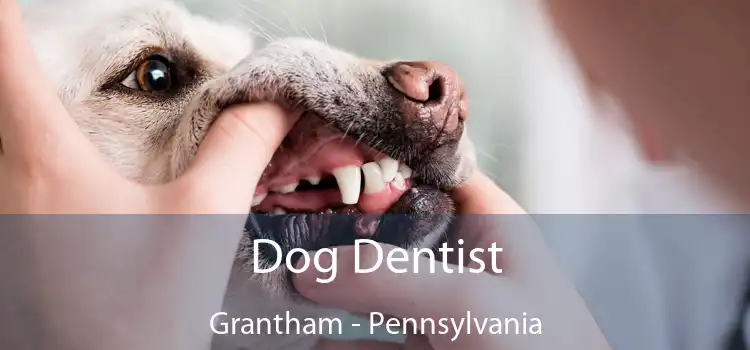 Dog Dentist Grantham - Pennsylvania