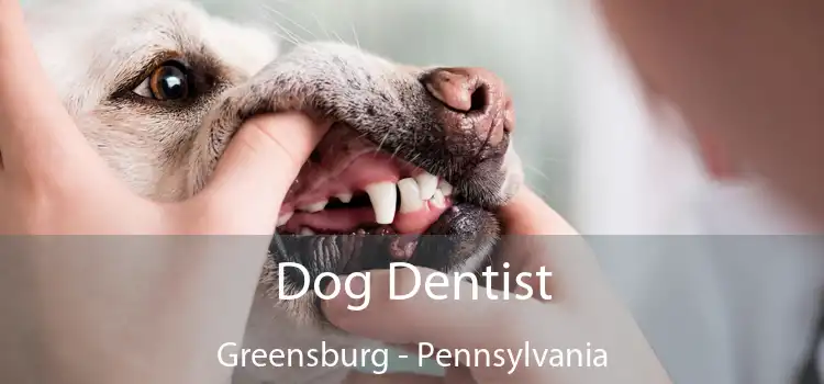 Dog Dentist Greensburg - Pennsylvania