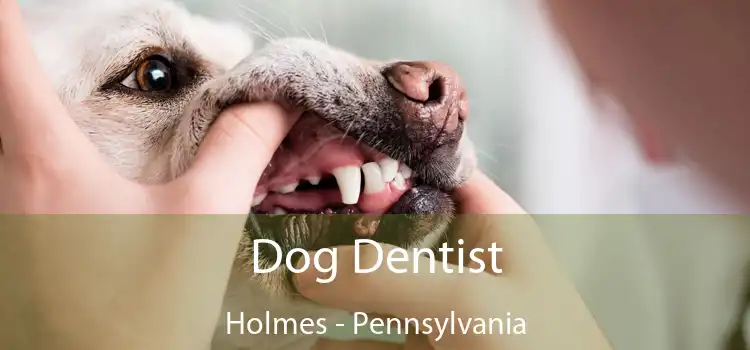 Dog Dentist Holmes - Pennsylvania