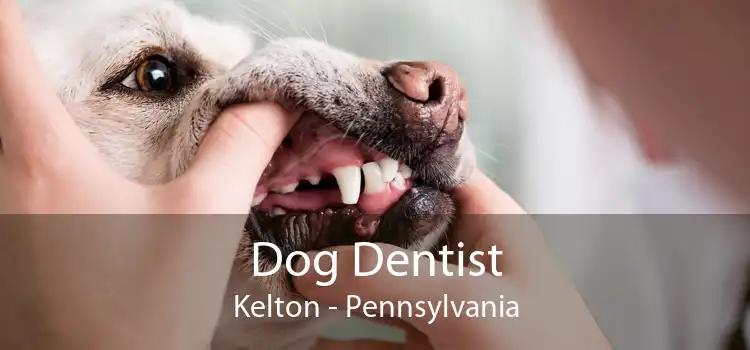 Dog Dentist Kelton - Pennsylvania