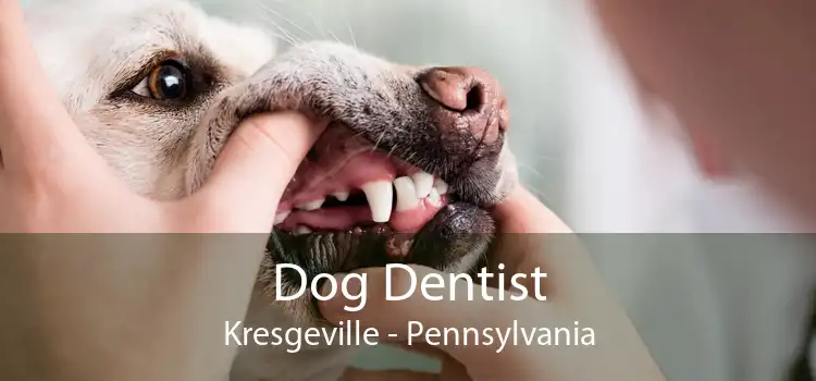Dog Dentist Kresgeville - Pennsylvania