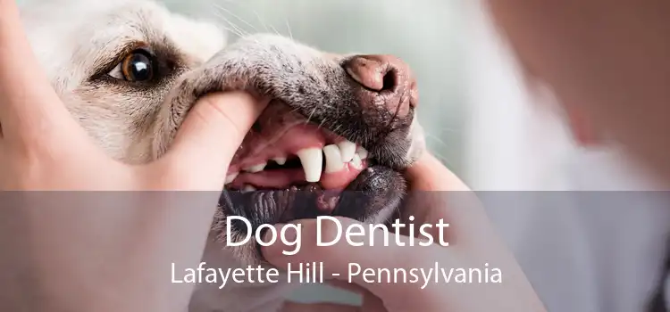 Dog Dentist Lafayette Hill - Pennsylvania