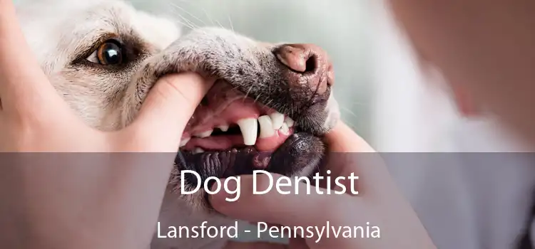 Dog Dentist Lansford - Pennsylvania