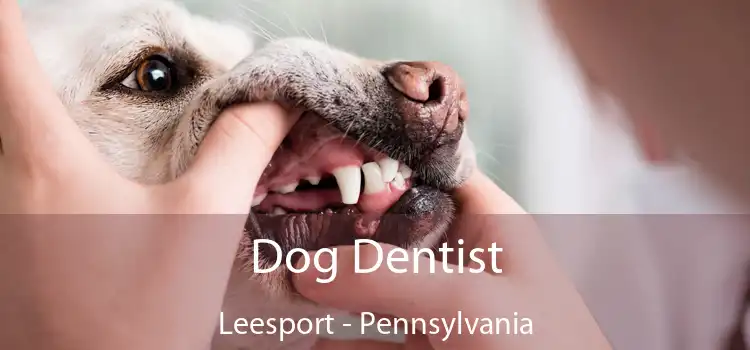 Dog Dentist Leesport - Pennsylvania