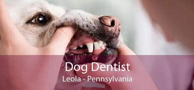 Dog Dentist Leola - Pennsylvania