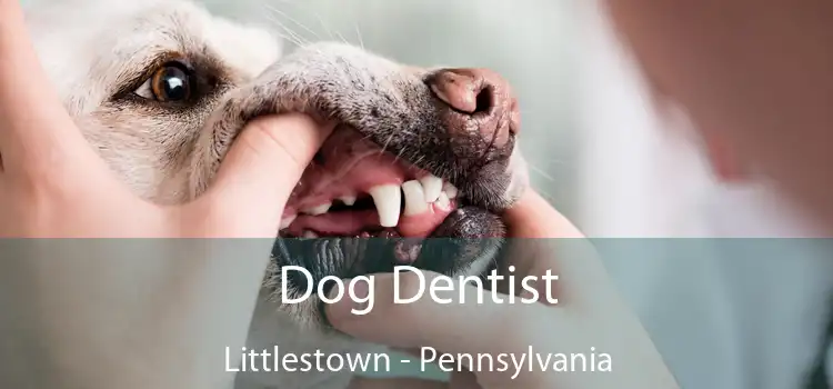 Dog Dentist Littlestown - Pennsylvania