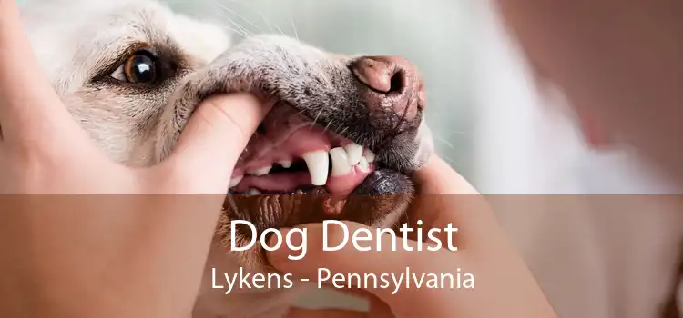 Dog Dentist Lykens - Pennsylvania