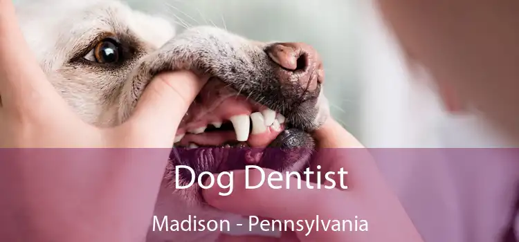 Dog Dentist Madison - Pennsylvania