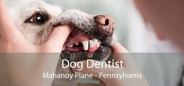 Dog Dentist Mahanoy Plane - Pennsylvania
