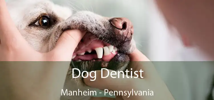 Dog Dentist Manheim - Pennsylvania