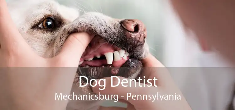 Dog Dentist Mechanicsburg - Pennsylvania