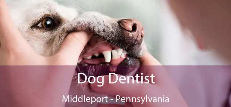 Dog Dentist Middleport - Pennsylvania