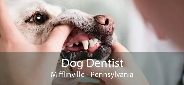 Dog Dentist Mifflinville - Pennsylvania
