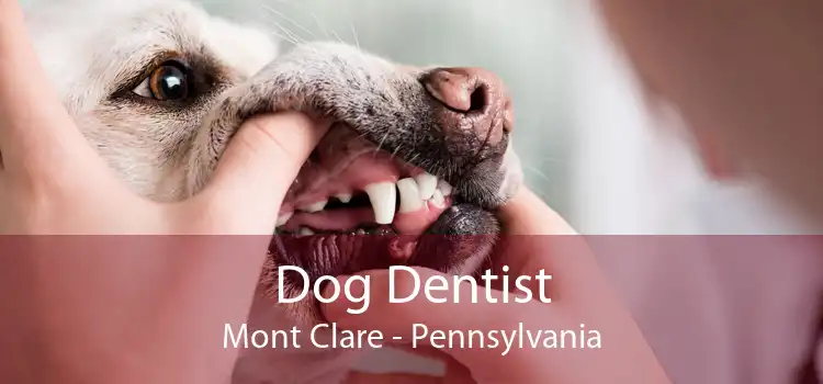 Dog Dentist Mont Clare - Pennsylvania