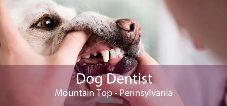 Dog Dentist Mountain Top - Pennsylvania