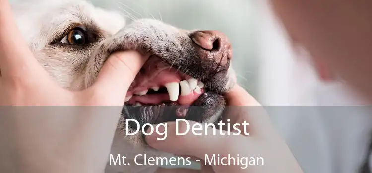 Dog Dentist Mt. Clemens - Michigan