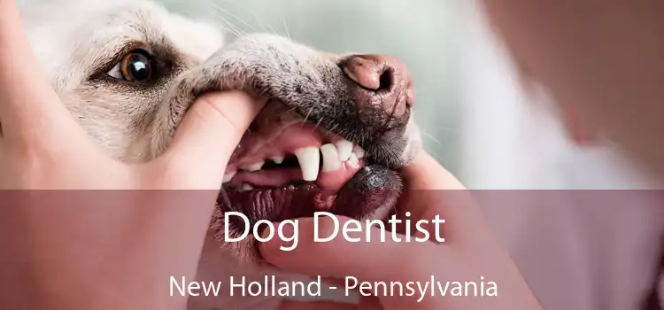 Dog Dentist New Holland - Pennsylvania