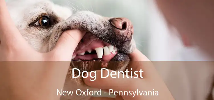 Dog Dentist New Oxford - Pennsylvania