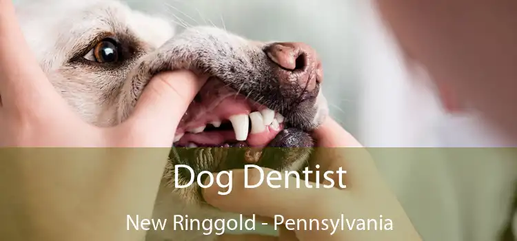 Dog Dentist New Ringgold - Pennsylvania