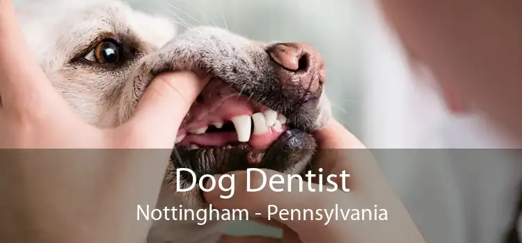 Dog Dentist Nottingham - Pennsylvania