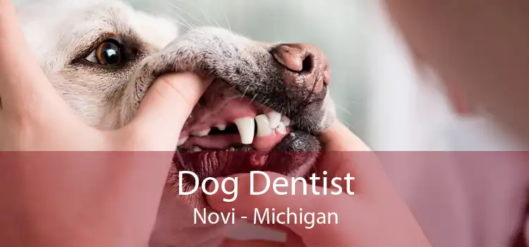 Dog Dentist Novi - Michigan