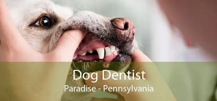Dog Dentist Paradise - Pennsylvania