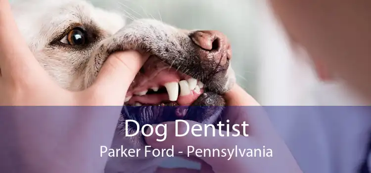 Dog Dentist Parker Ford - Pennsylvania