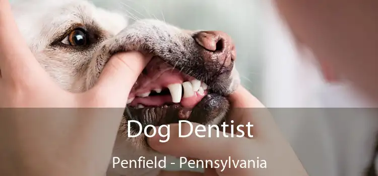Dog Dentist Penfield - Pennsylvania