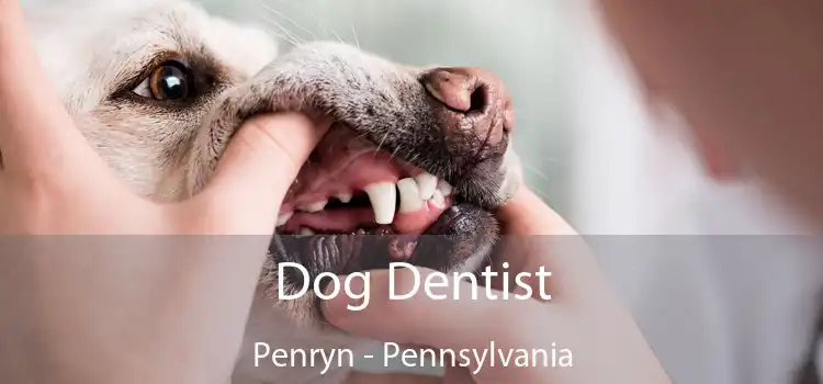 Dog Dentist Penryn - Pennsylvania