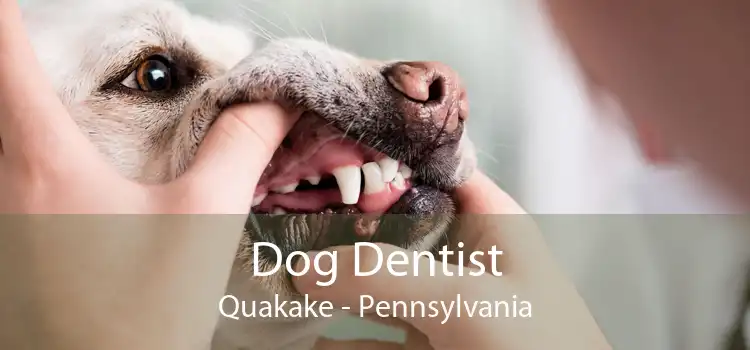 Dog Dentist Quakake - Pennsylvania