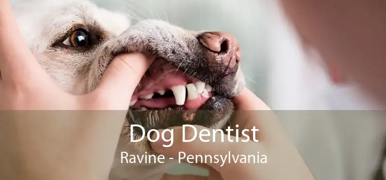 Dog Dentist Ravine - Pennsylvania