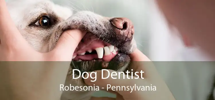 Dog Dentist Robesonia - Pennsylvania