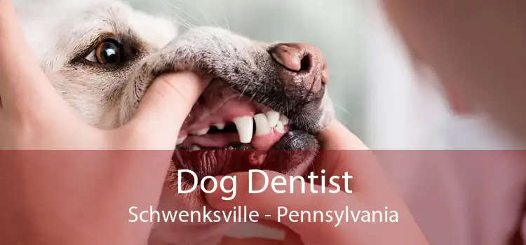 Dog Dentist Schwenksville - Pennsylvania