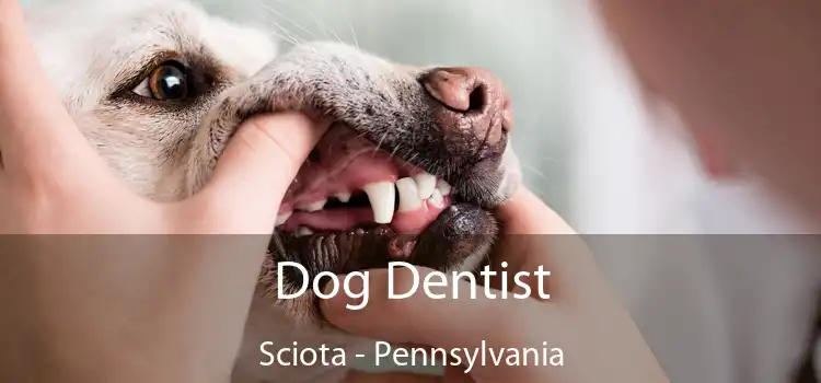 Dog Dentist Sciota - Pennsylvania